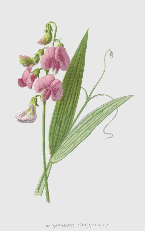 Smalbladet evigvarende ært (chromolitho) af Frederick Edward Hulme
