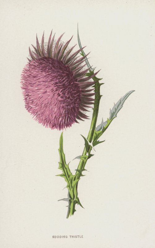 Nikkende tidsel (chromolitho) af Frederick Edward Hulme