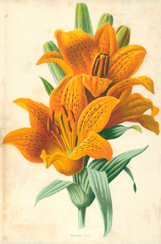 Orange lilje af Frederick Edward Hulme