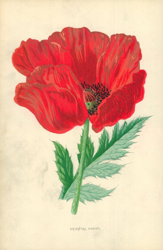 Orientalsk valmue af Frederick Edward Hulme