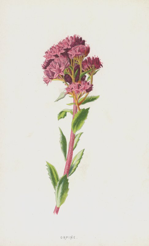 Orpin (chromolitho) af Frederick Edward Hulme