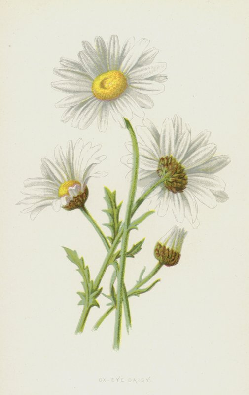 Ox-Eye Daisy (chromolitho) af Frederick Edward Hulme