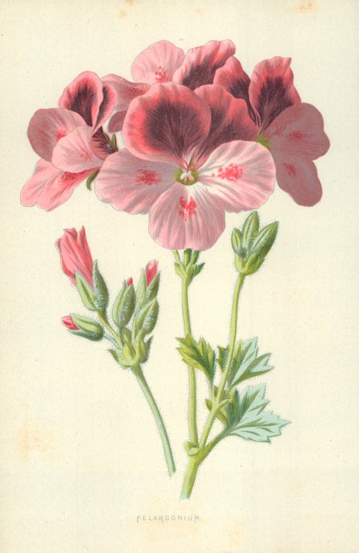 Pelargonium af Frederick Edward Hulme
