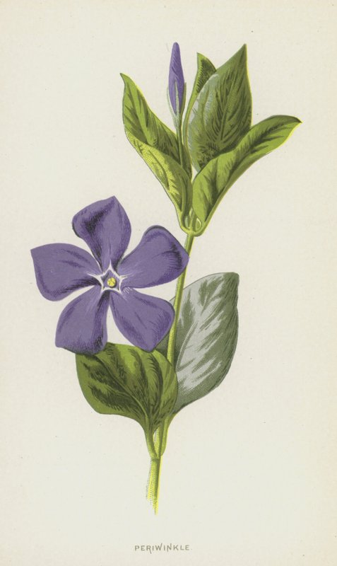 Periwinkle (chromolitho) af Frederick Edward Hulme