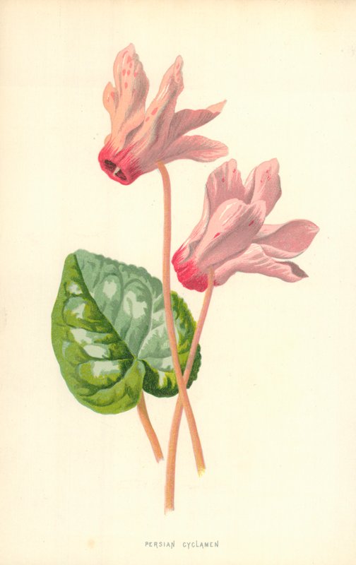 Persisk Cyclamen af Frederick Edward Hulme
