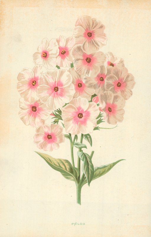Phlox af Frederick Edward Hulme