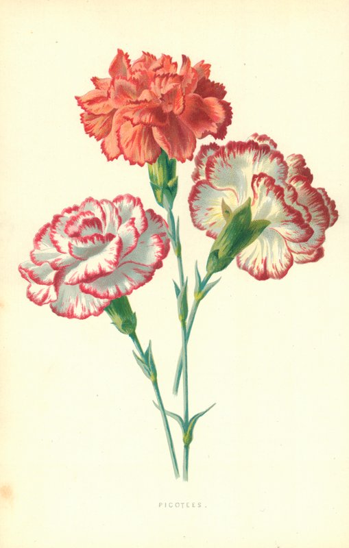 Picotees af Frederick Edward Hulme