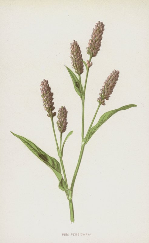 Pink Persicaria (chromolitho) af Frederick Edward Hulme