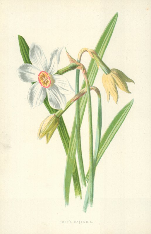 Digterens påskelilje af Frederick Edward Hulme