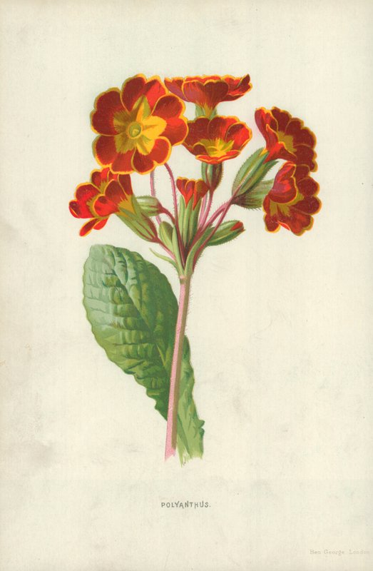 Polyanthus af Frederick Edward Hulme