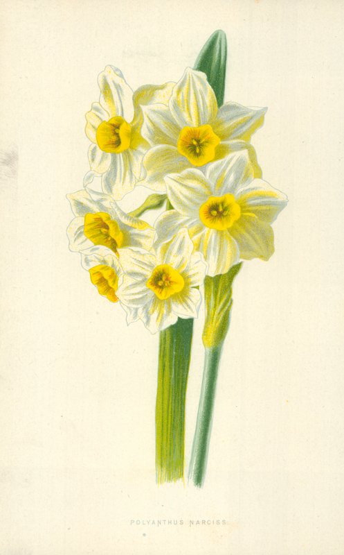 Polyanthus narcis af Frederick Edward Hulme