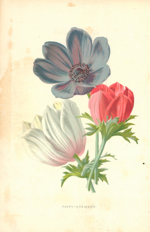 Valmue-anemone af Frederick Edward Hulme