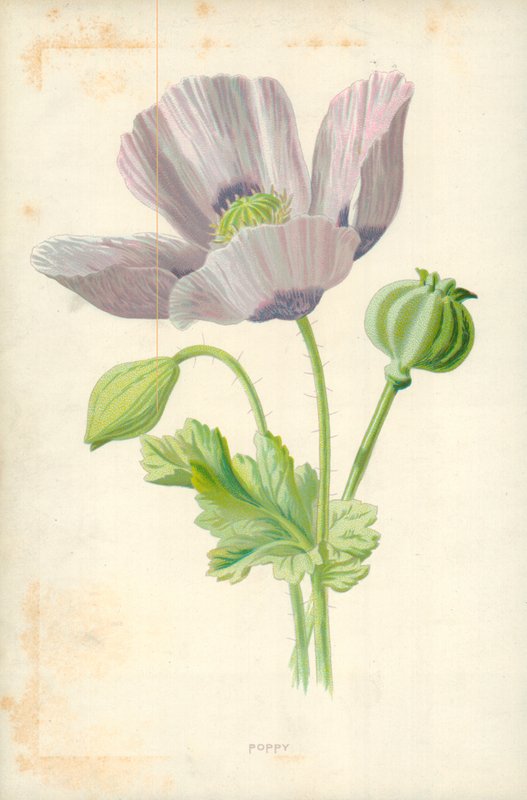 Valmue af Frederick Edward Hulme