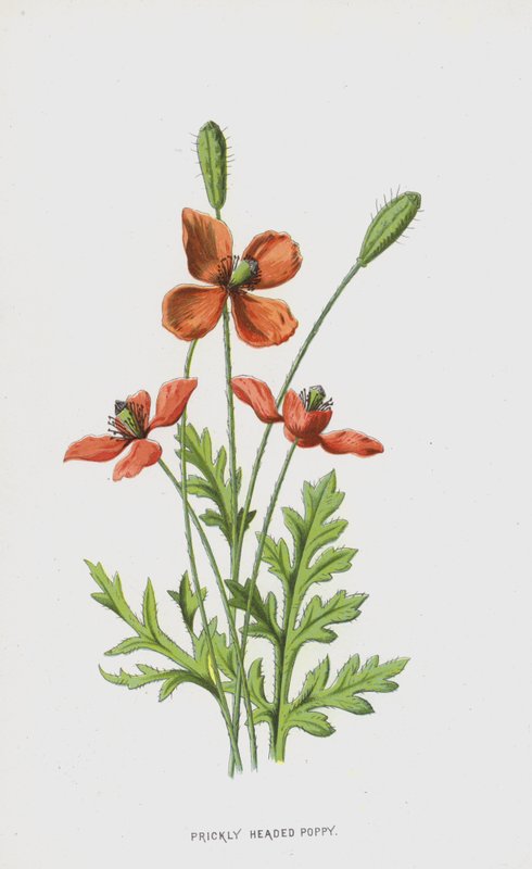 Prickly Headed Poppy (chromolitho) af Frederick Edward Hulme