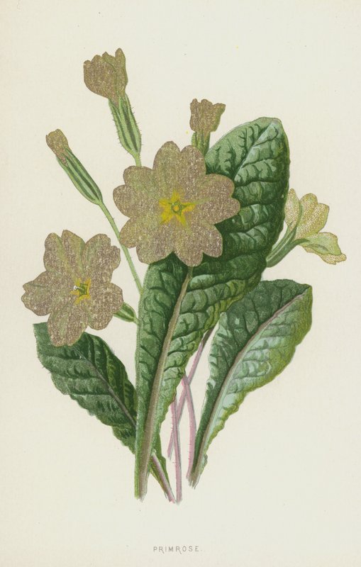 Primrose (chromolitho) af Frederick Edward Hulme