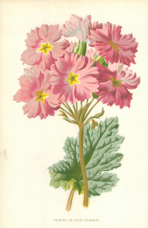 Primula eller China Primrose af Frederick Edward Hulme