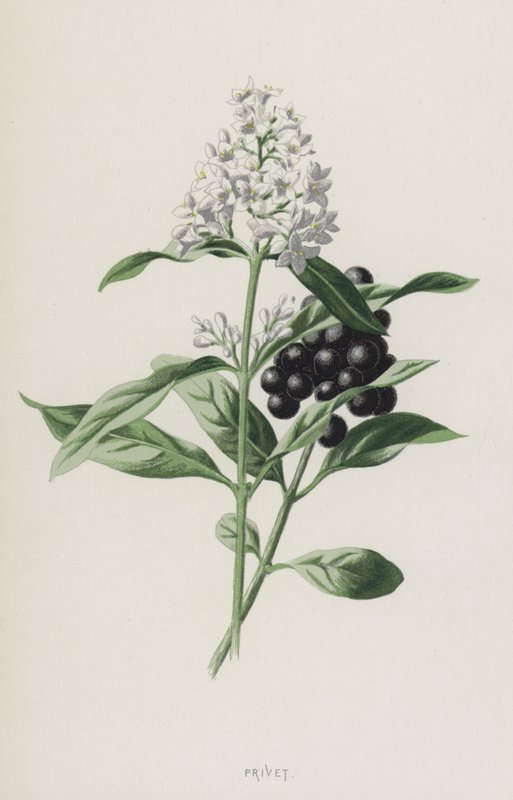 Liguster (chromolitho) af Frederick Edward Hulme