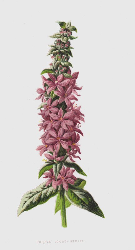 Purple Loose-Strife (chromolitho) af Frederick Edward Hulme