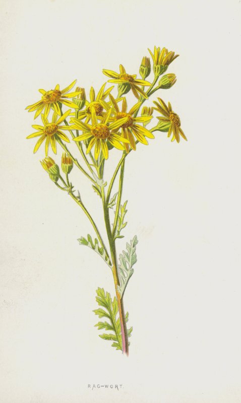 Rag-urt (chromolitho) af Frederick Edward Hulme