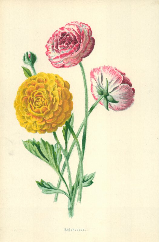 Ranunkel af Frederick Edward Hulme