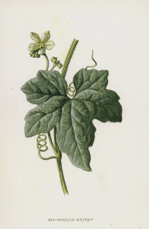 Red-Berried Bryony (chromolitho) af Frederick Edward Hulme