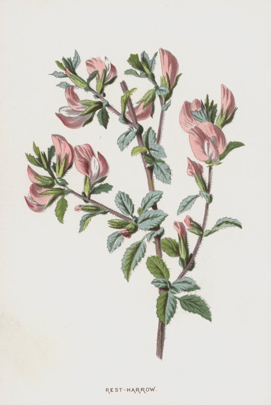 Rest-harve (chromolitho) af Frederick Edward Hulme