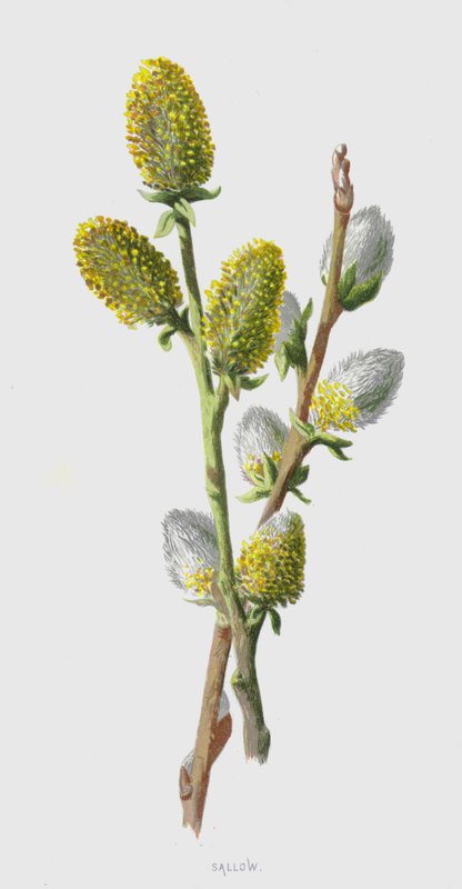 Sallow (chromolitho) af Frederick Edward Hulme