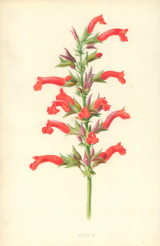 Salvia af Frederick Edward Hulme
