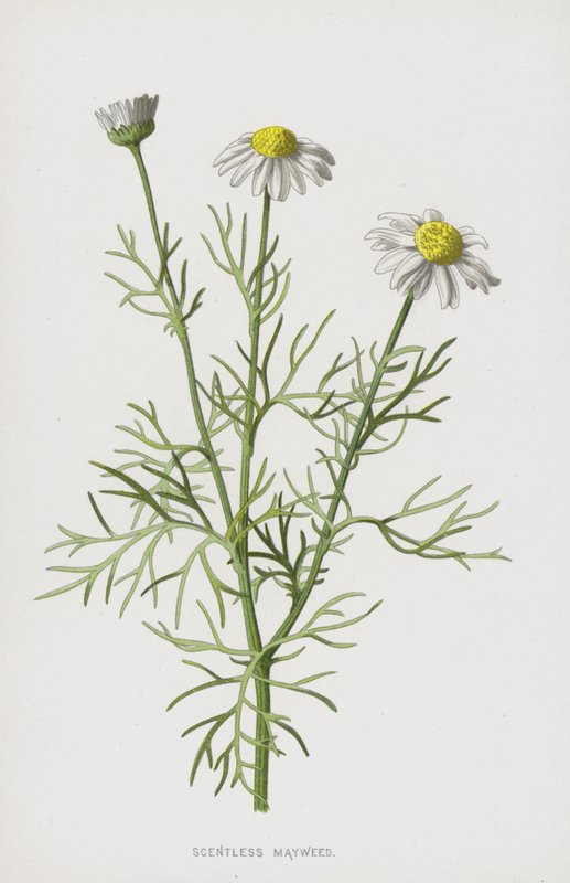 Duftfri majweed (chromolitho) af Frederick Edward Hulme