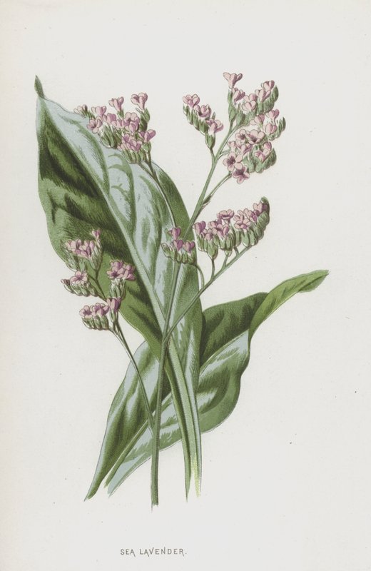 Hav lavendel (chromolitho) af Frederick Edward Hulme