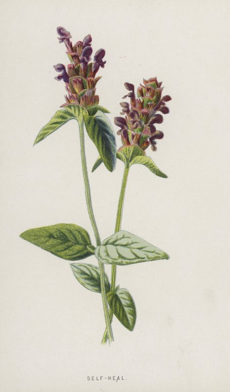 Selvhelbredelse (chromolitho) af Frederick Edward Hulme