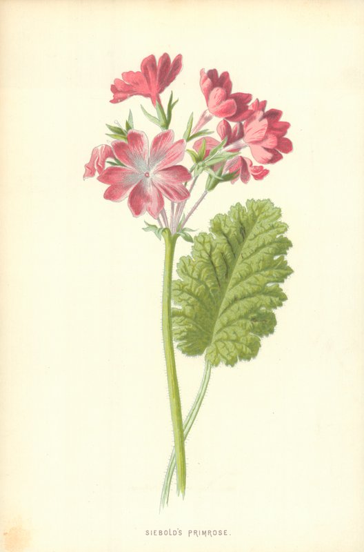 Siebolds Primrose af Frederick Edward Hulme