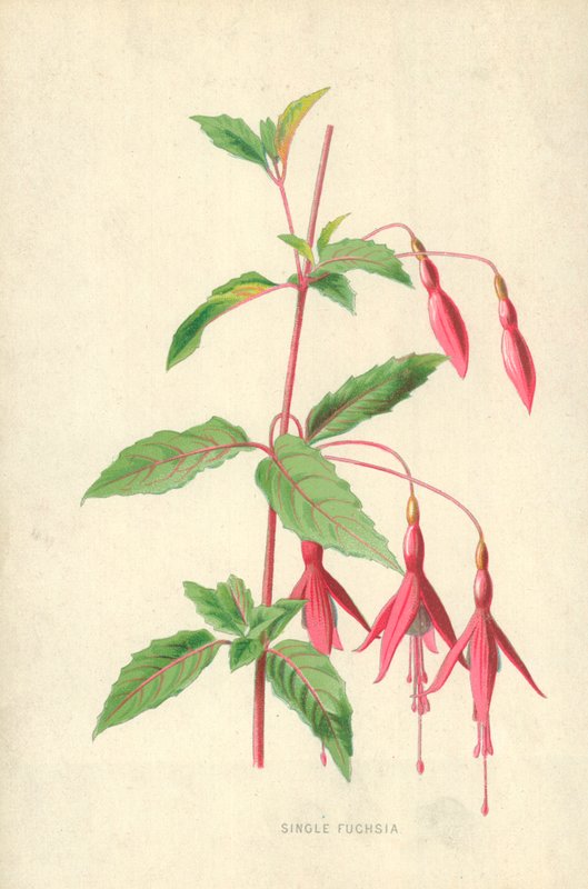 Single Fuchsia af Frederick Edward Hulme