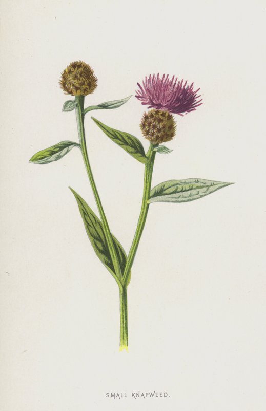 Lille napweed (chromolitho) af Frederick Edward Hulme