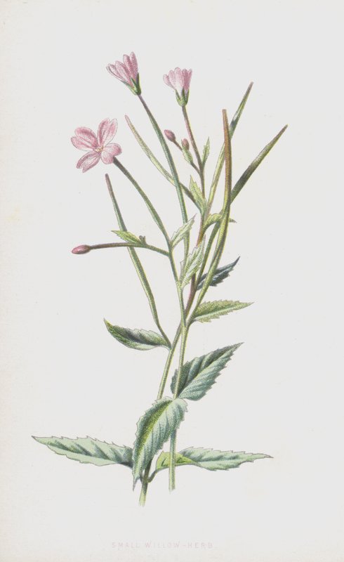 Lille pileurt (chromolitho) af Frederick Edward Hulme