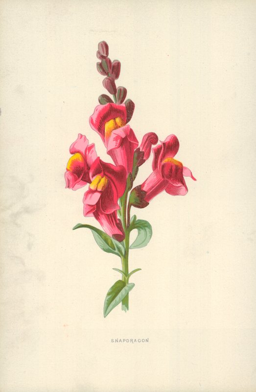 Snapdragon af Frederick Edward Hulme