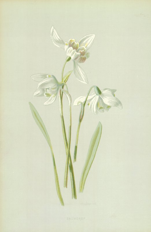 Vintergæk af Frederick Edward Hulme