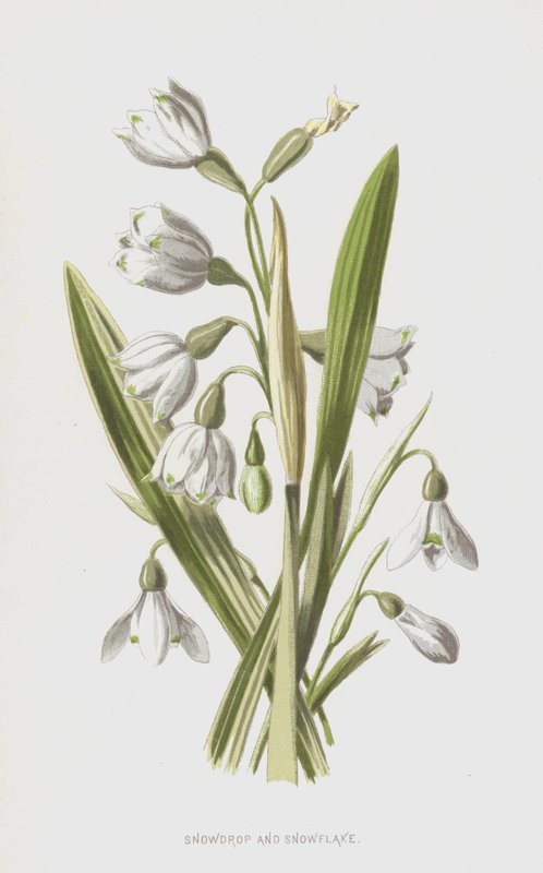Vintergæk og snefnug (chromolitho) af Frederick Edward Hulme