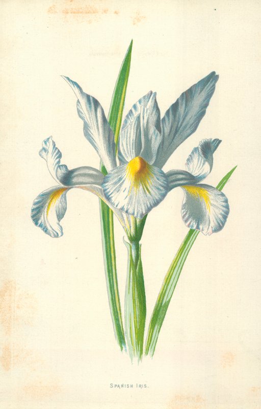 Spansk Iris af Frederick Edward Hulme