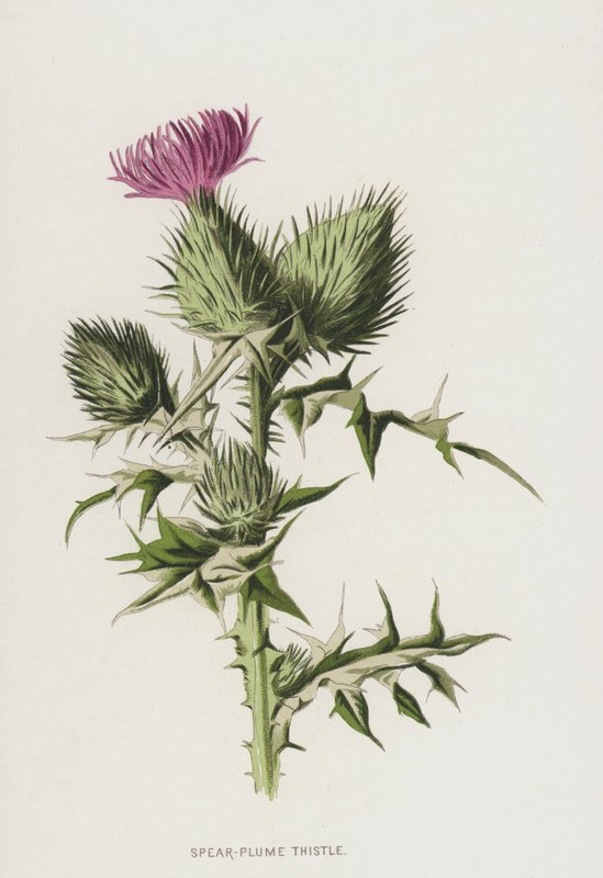 Tidsel med spidsløn (chromolitho) af Frederick Edward Hulme
