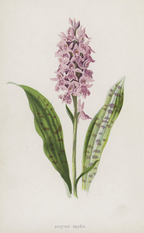 Plettet orchis (chromolitho) af Frederick Edward Hulme