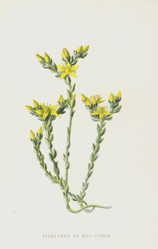 Stenbiderrogn (chromolitho) af Frederick Edward Hulme