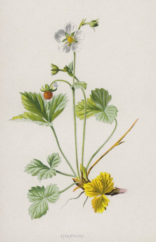 Jordbær (chromolitho) af Frederick Edward Hulme