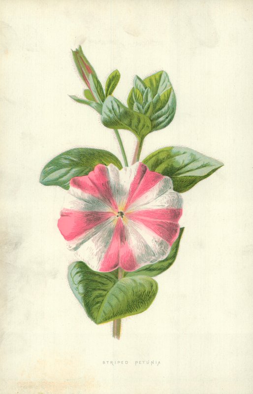 Stribet petunia af Frederick Edward Hulme