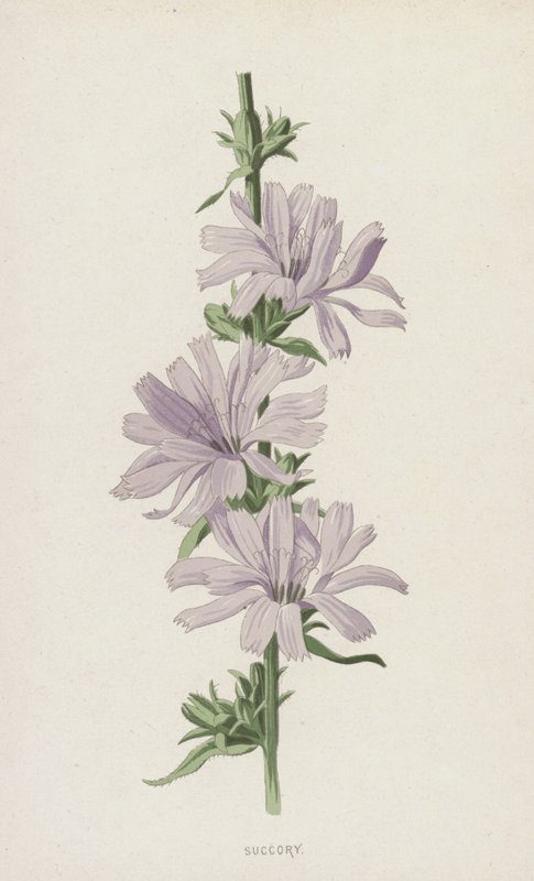 Succory (chromolitho) af Frederick Edward Hulme