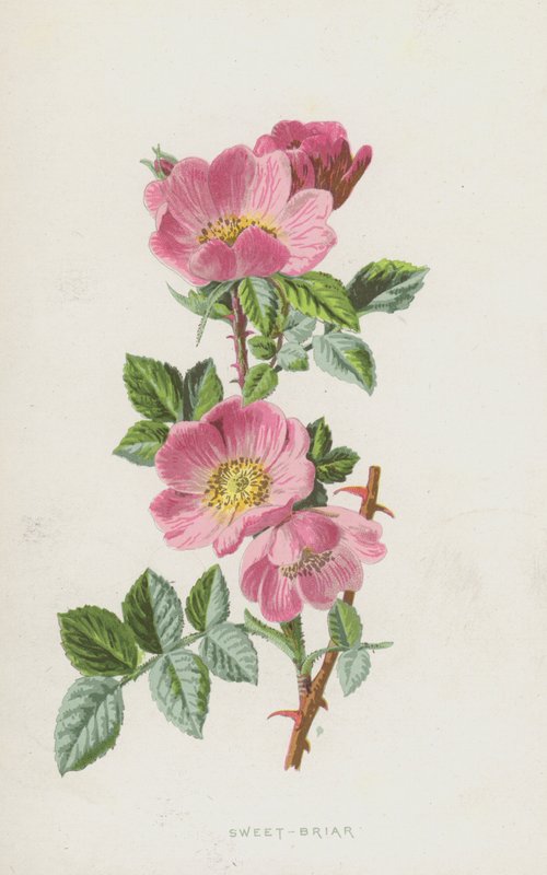 Sweet-Briar (chromolitho) af Frederick Edward Hulme