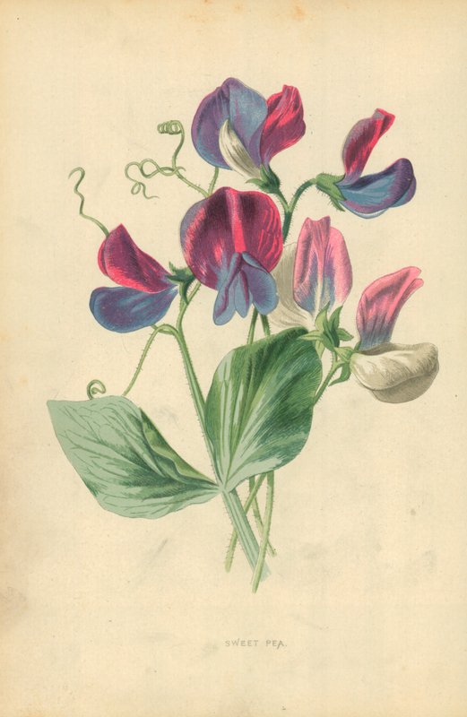 Sød Ært af Frederick Edward Hulme