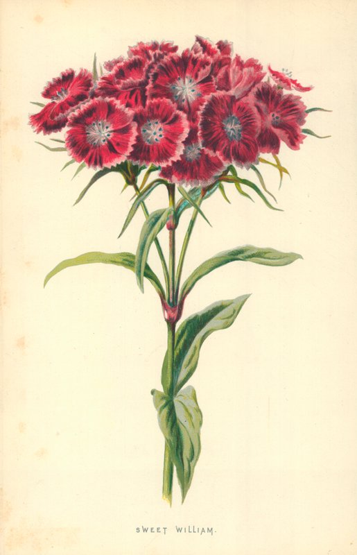 Søde William af Frederick Edward Hulme