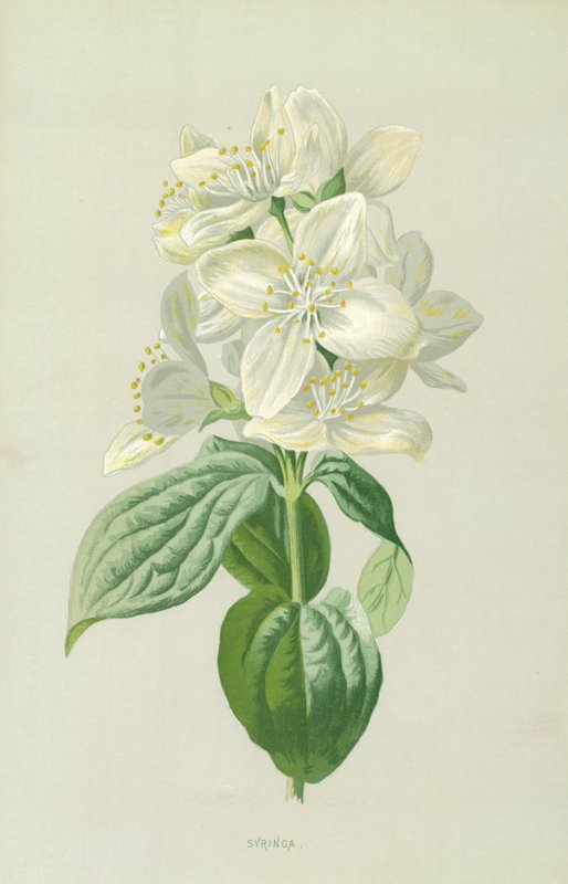 Syringa af Frederick Edward Hulme