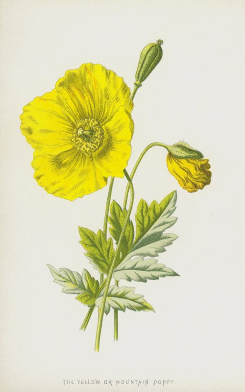 Den gule eller bjergvalmue (chromolitho) af Frederick Edward Hulme